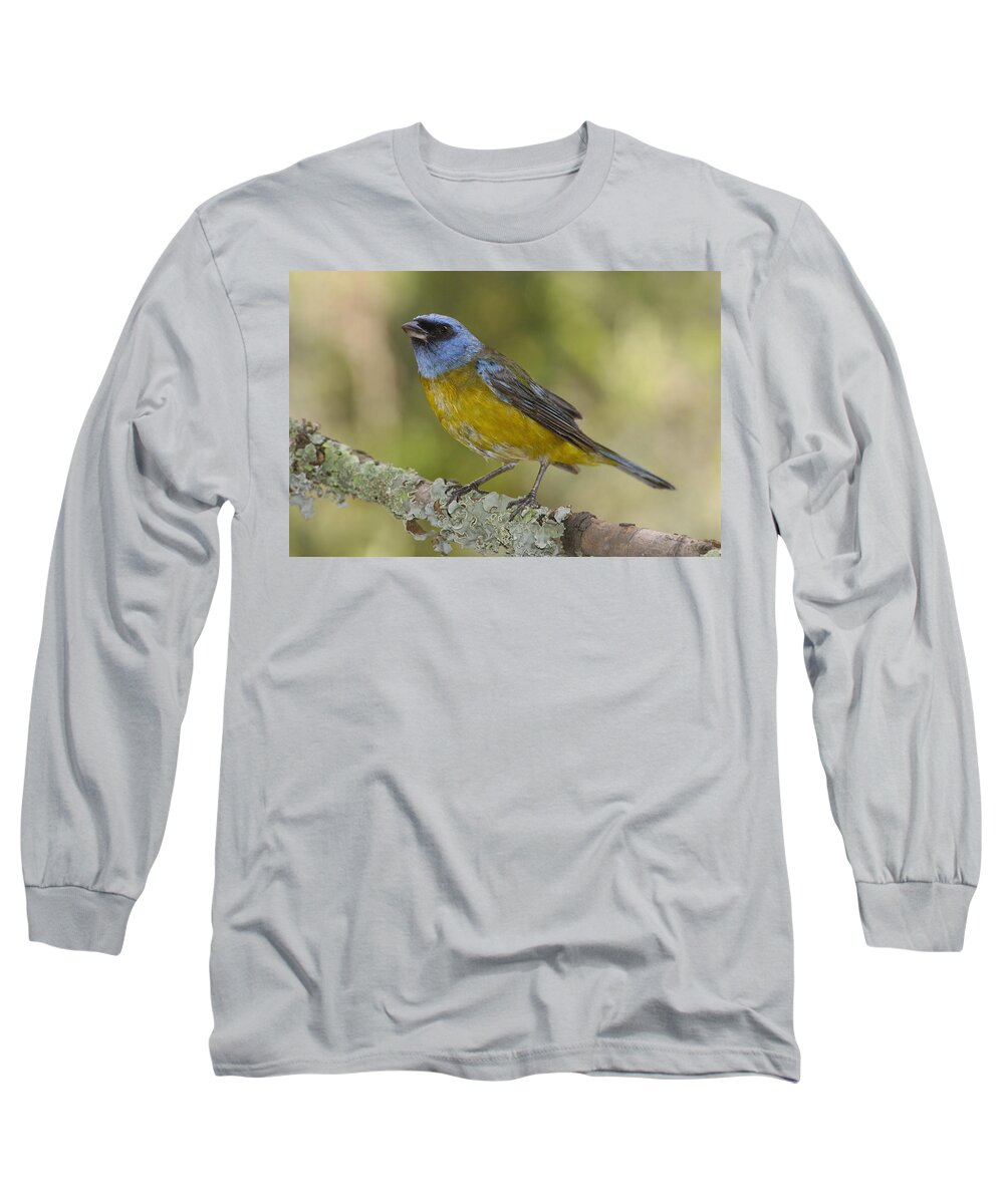 Mp Long Sleeve T-Shirt featuring the photograph Blue And Yellow Tanager Thraupis by Pete Oxford