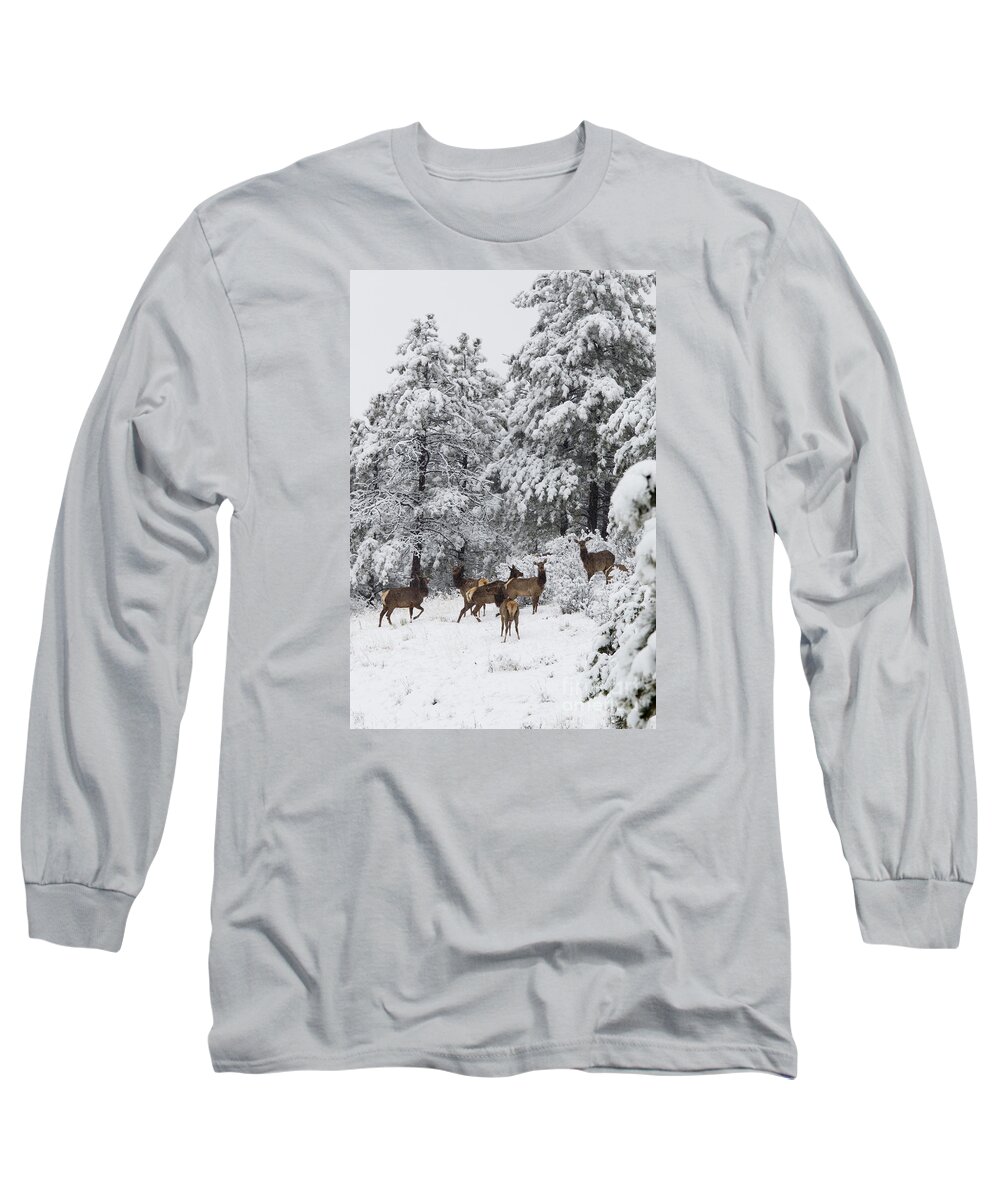 Elk Long Sleeve T-Shirt featuring the photograph Elk in Deep Snow in the Pike National Forest #9 by Steven Krull