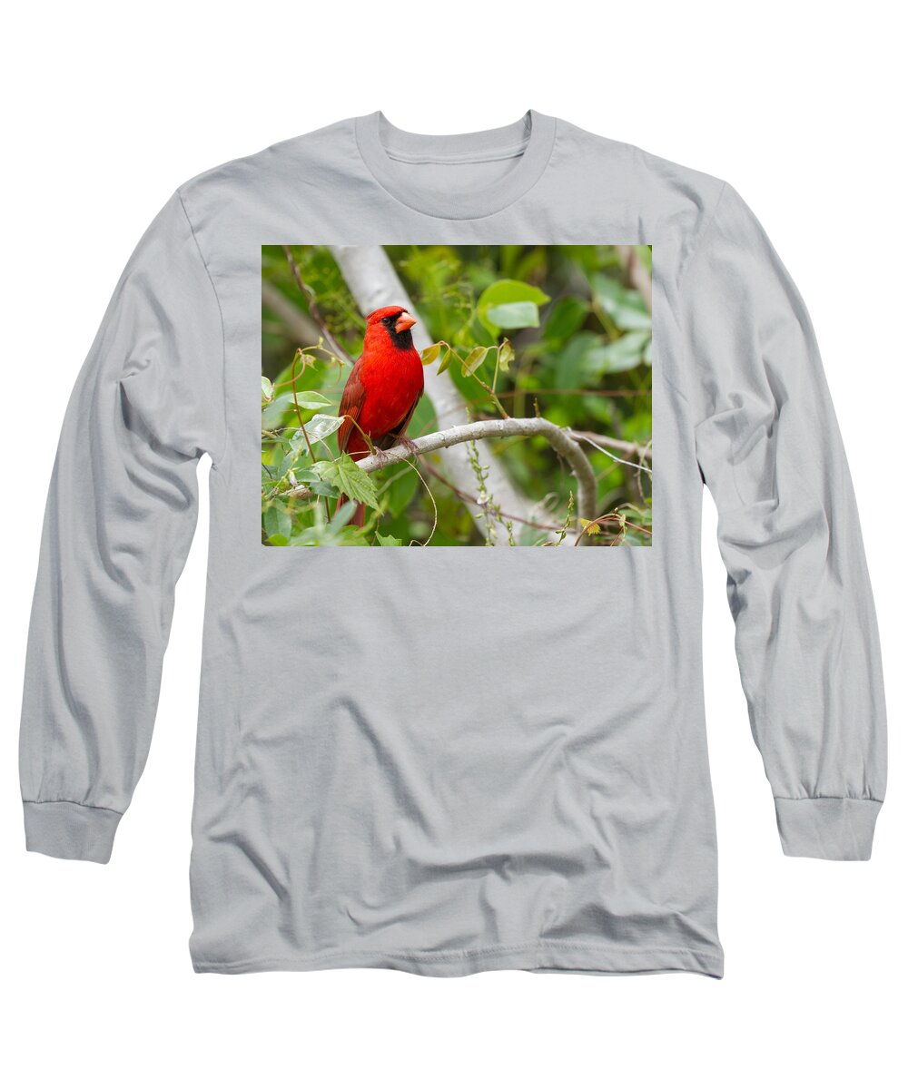 Cardinal Long Sleeve T-Shirt featuring the photograph Cardinal 147 by Michael Fryd