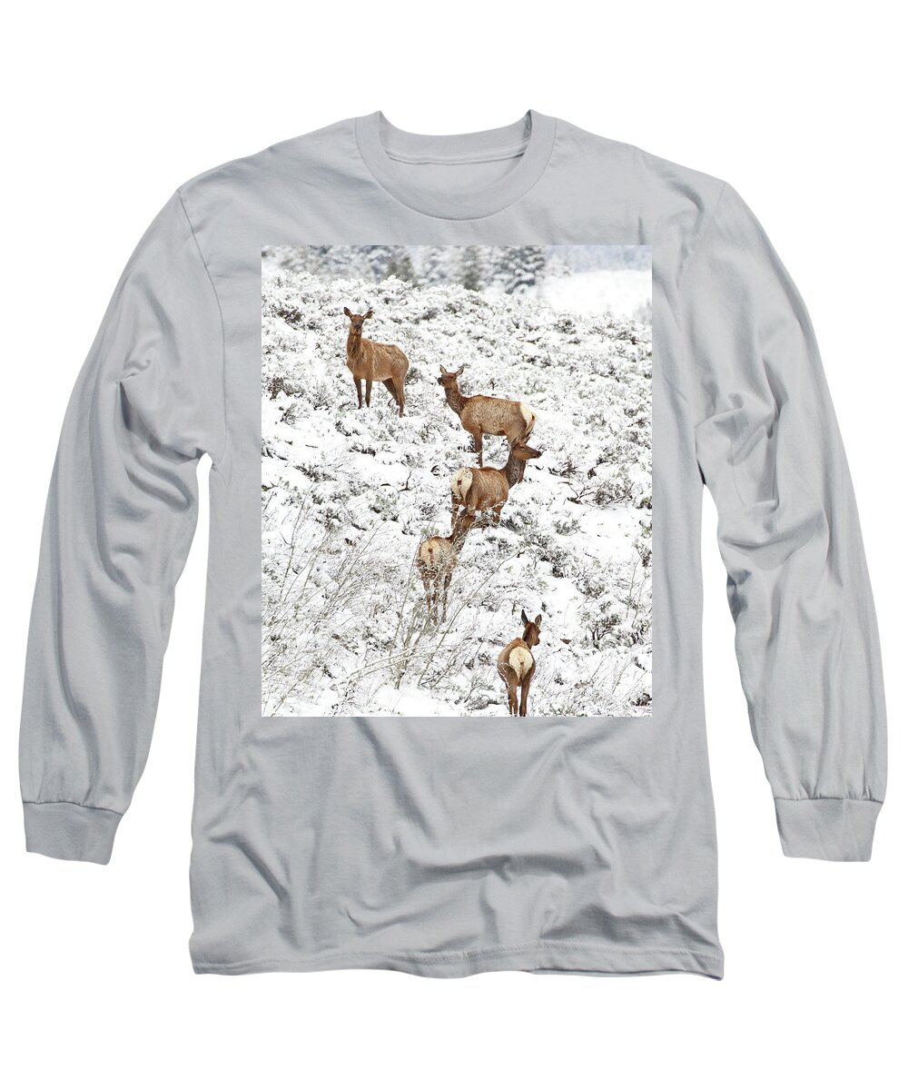 Elk Long Sleeve T-Shirt featuring the photograph Elk Cows in Snow by Jean Clark