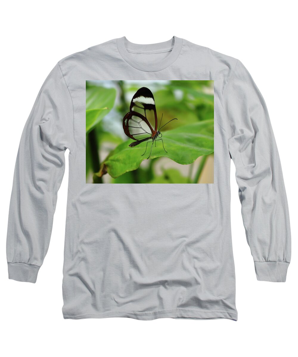 Butterfly Long Sleeve T-Shirt featuring the photograph Glasswinged Butterfly by Jeff Townsend