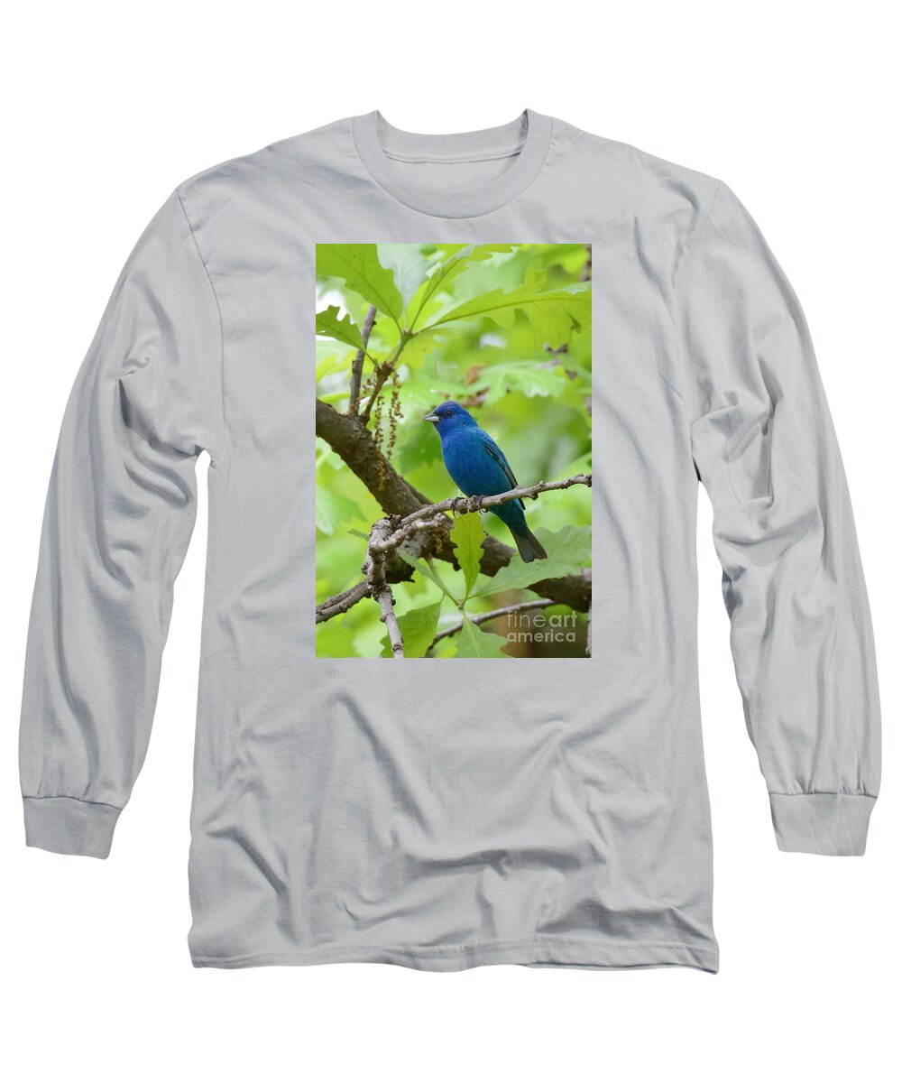 Indigo Bunting Bird Avian Nature Wildlife Long Sleeve T-Shirt featuring the photograph Indigo Bunting No 4 4473 by Ken DePue