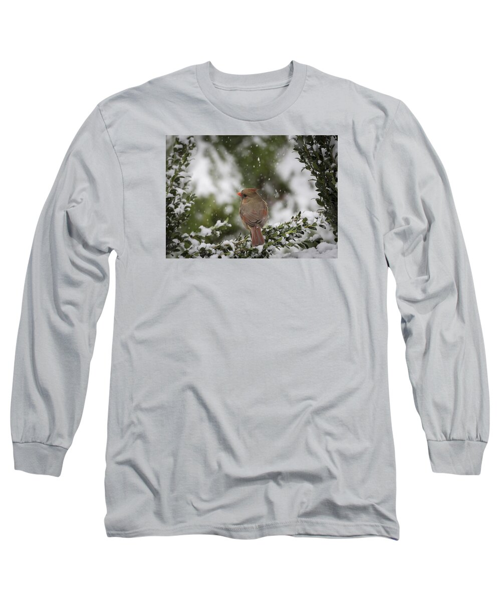 Bird Long Sleeve T-Shirt featuring the photograph Northern Cardinal in Snow by David Kay