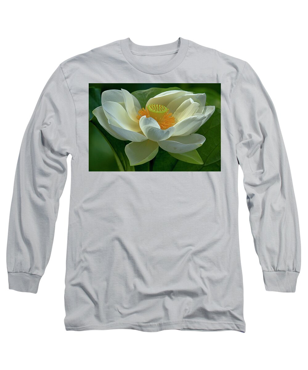 Recent Long Sleeve T-Shirt featuring the photograph Sacred lotus close up macro capture by Geraldine Scull