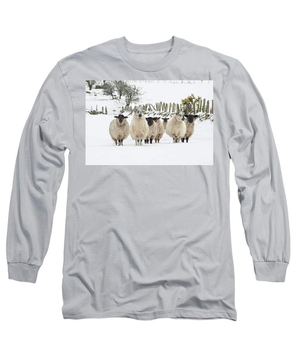 Sheep Long Sleeve T-Shirt featuring the photograph Sheep in Snow by Joe Ormonde