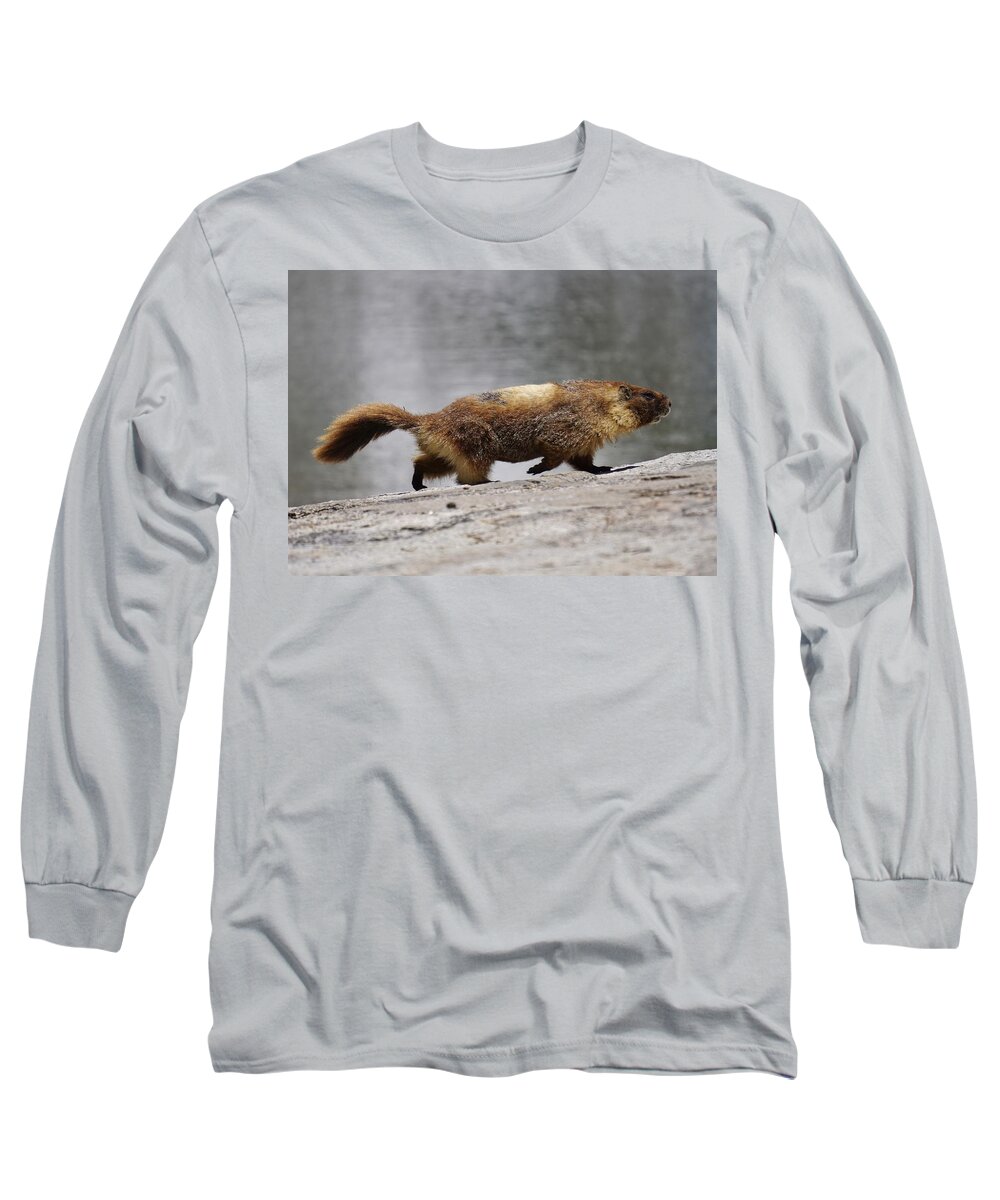 Marmot Long Sleeve T-Shirt featuring the photograph Mischievous Marmot by Brett Harvey