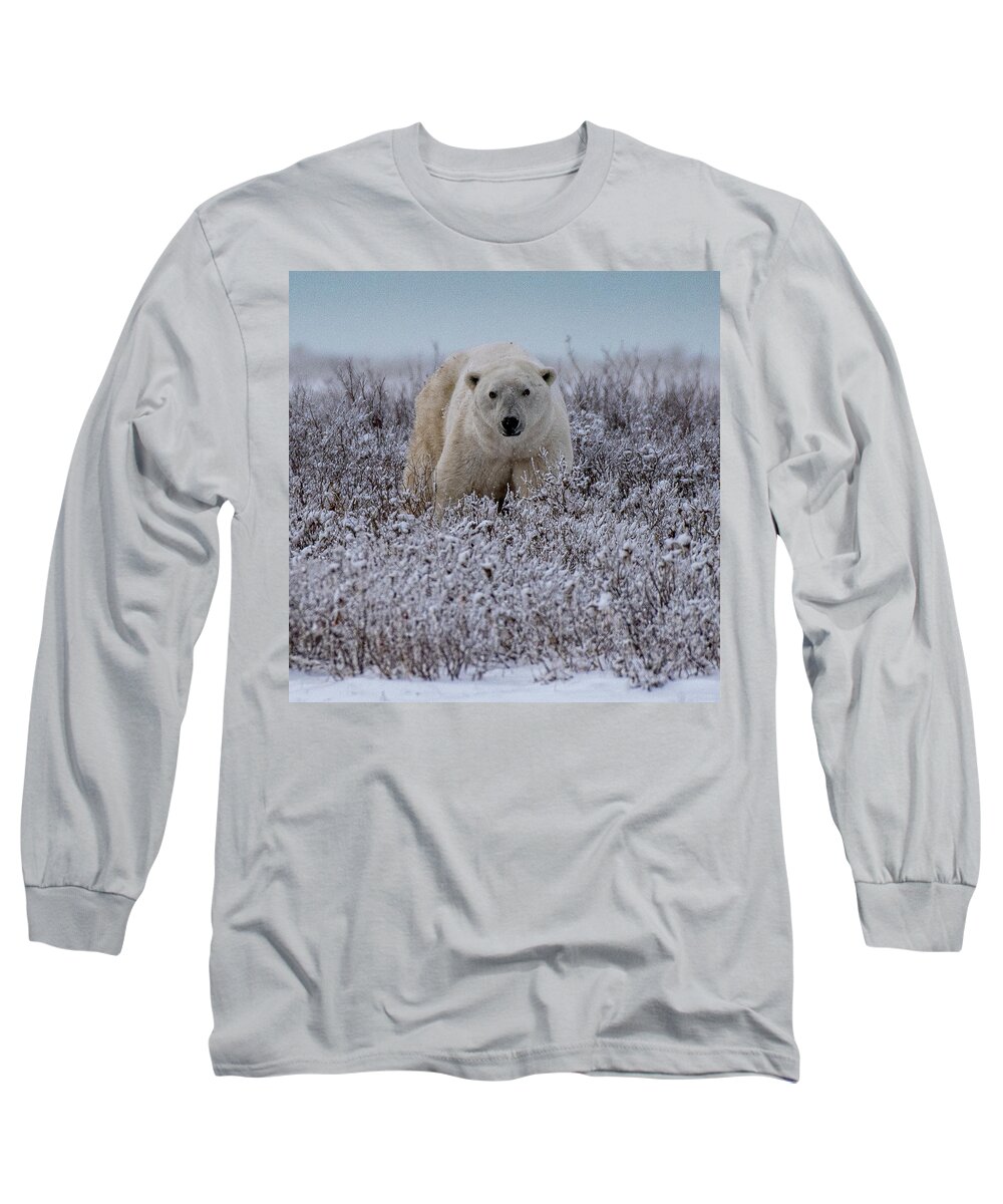 Bear Long Sleeve T-Shirt featuring the photograph Polar Bear in Snow Covered Willow by Mark Hunter