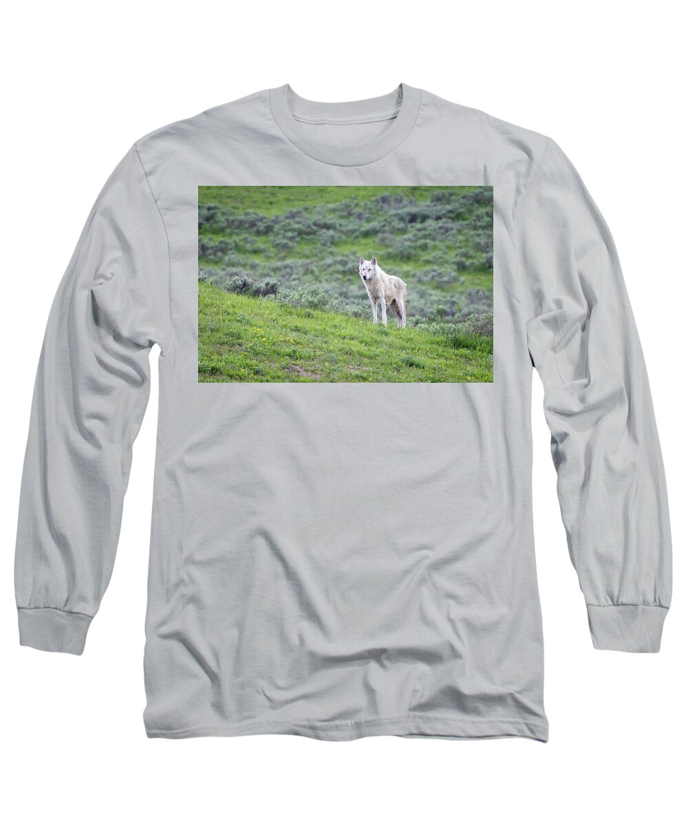 Wolf Long Sleeve T-Shirt featuring the photograph Angel In White II by Julie Argyle