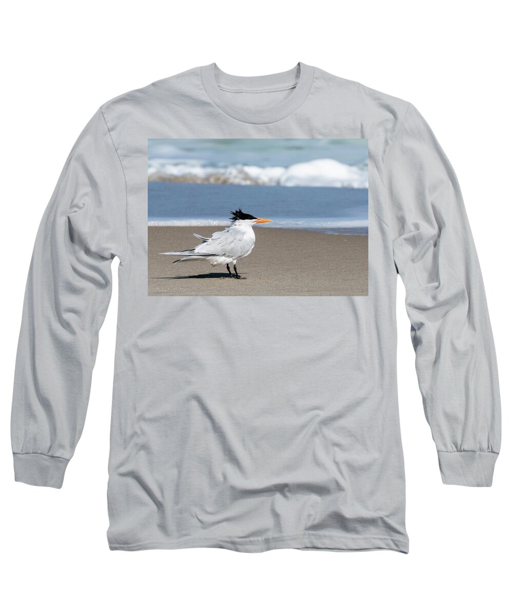 Birds Long Sleeve T-Shirt featuring the photograph Royal Tern by David Lee