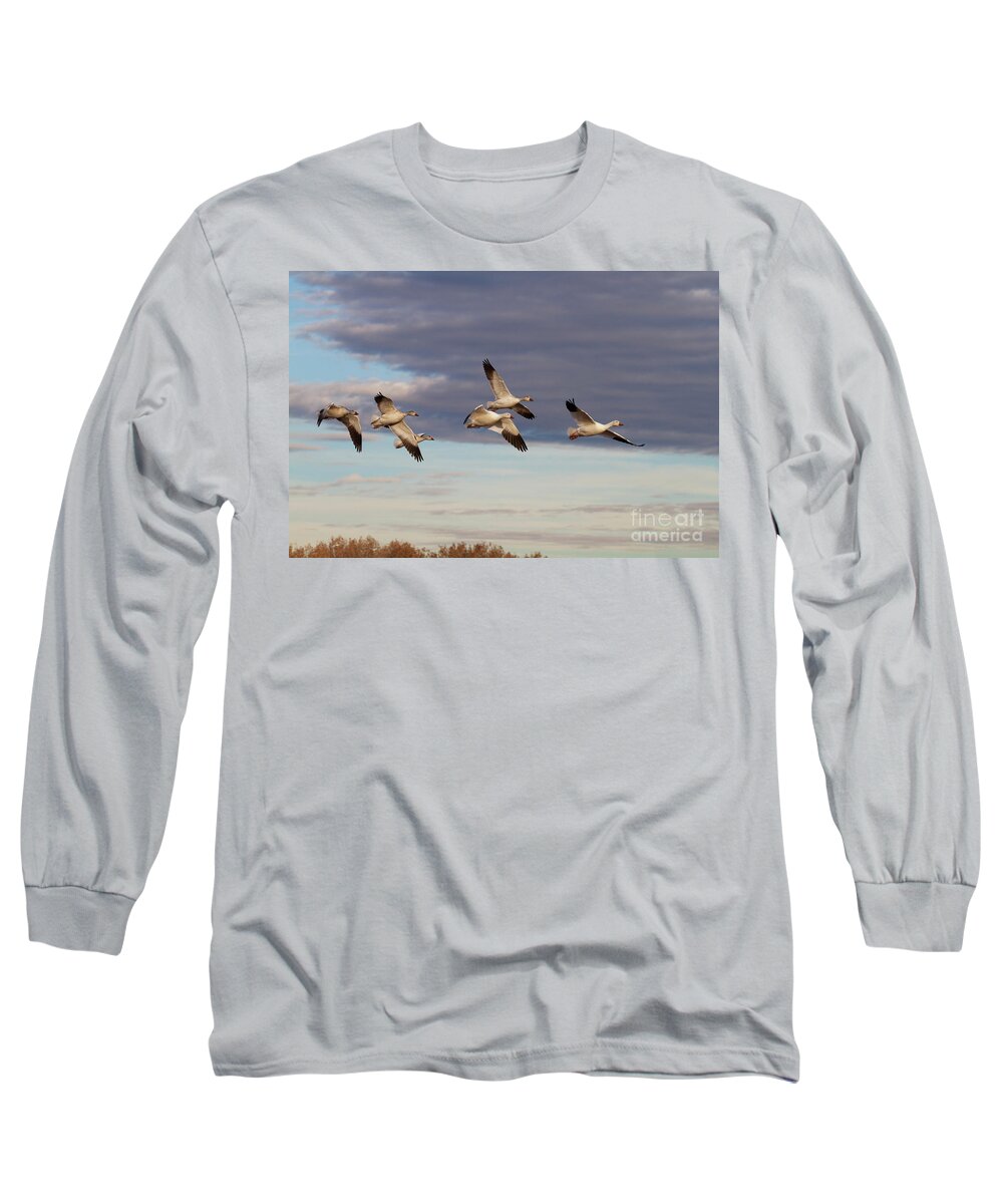 Goose Long Sleeve T-Shirt featuring the photograph Snow Geese in New Mexico by Ruth Jolly