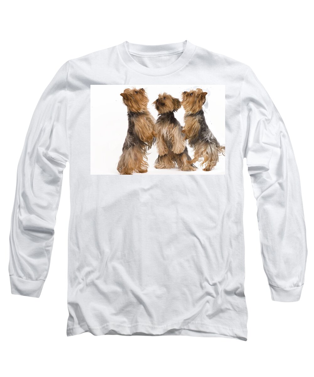Dog Long Sleeve T-Shirt featuring the photograph Yorkshire Terriers #1 by Jean-Michel Labat