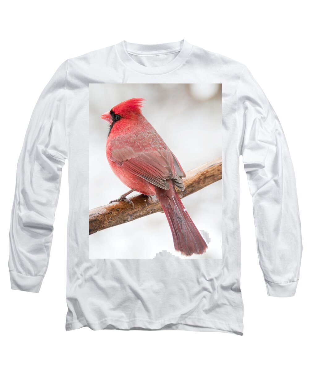 Ornithology Long Sleeve T-Shirt featuring the photograph Cardinal Male in Winter by A Macarthur Gurmankin