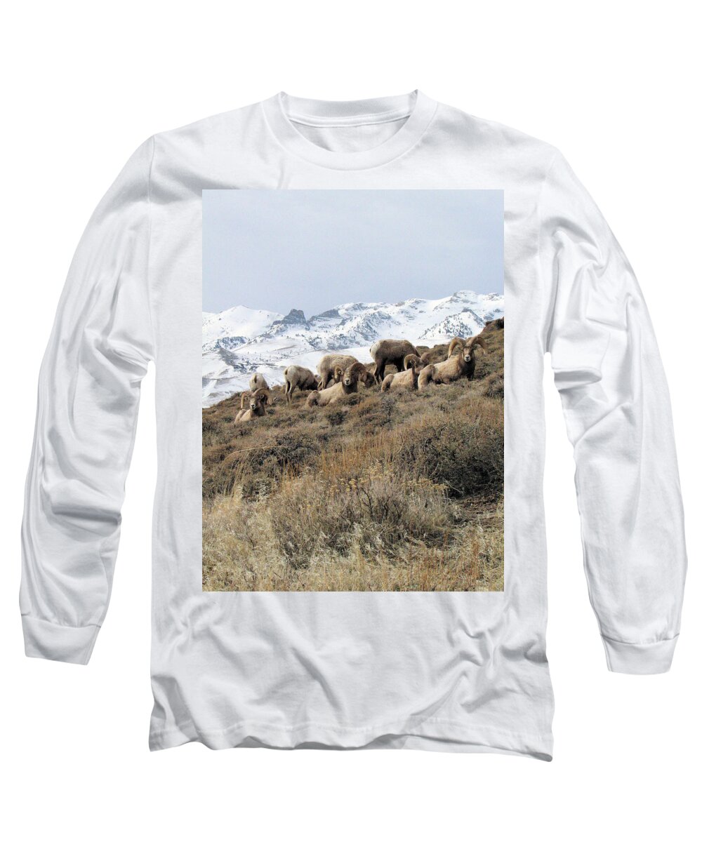 Nevada Long Sleeve T-Shirt featuring the photograph Chimney Rock Rams by Darcy Tate