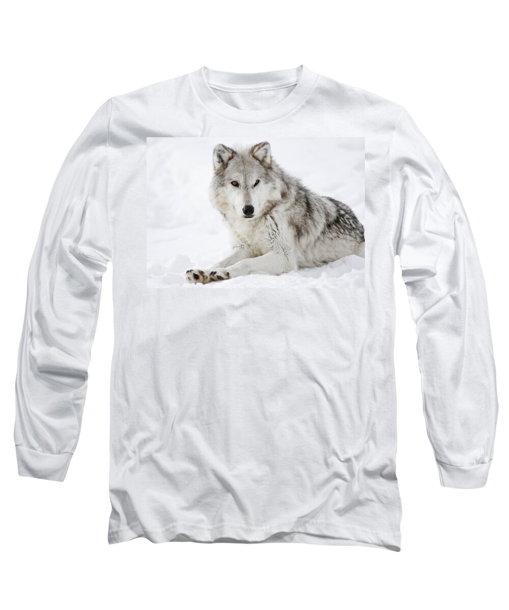 Wolves Long Sleeve T-Shirt featuring the photograph Grey In The Snow by Athena Mckinzie
