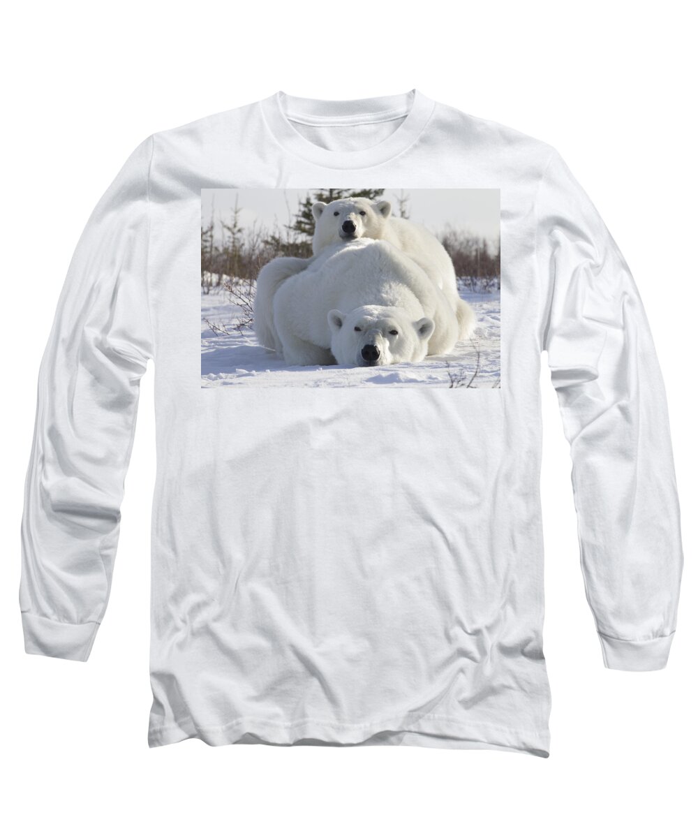 535878 Long Sleeve T-Shirt featuring the photograph Polar Bears Resting Churchill Canada by Matthias Breiter