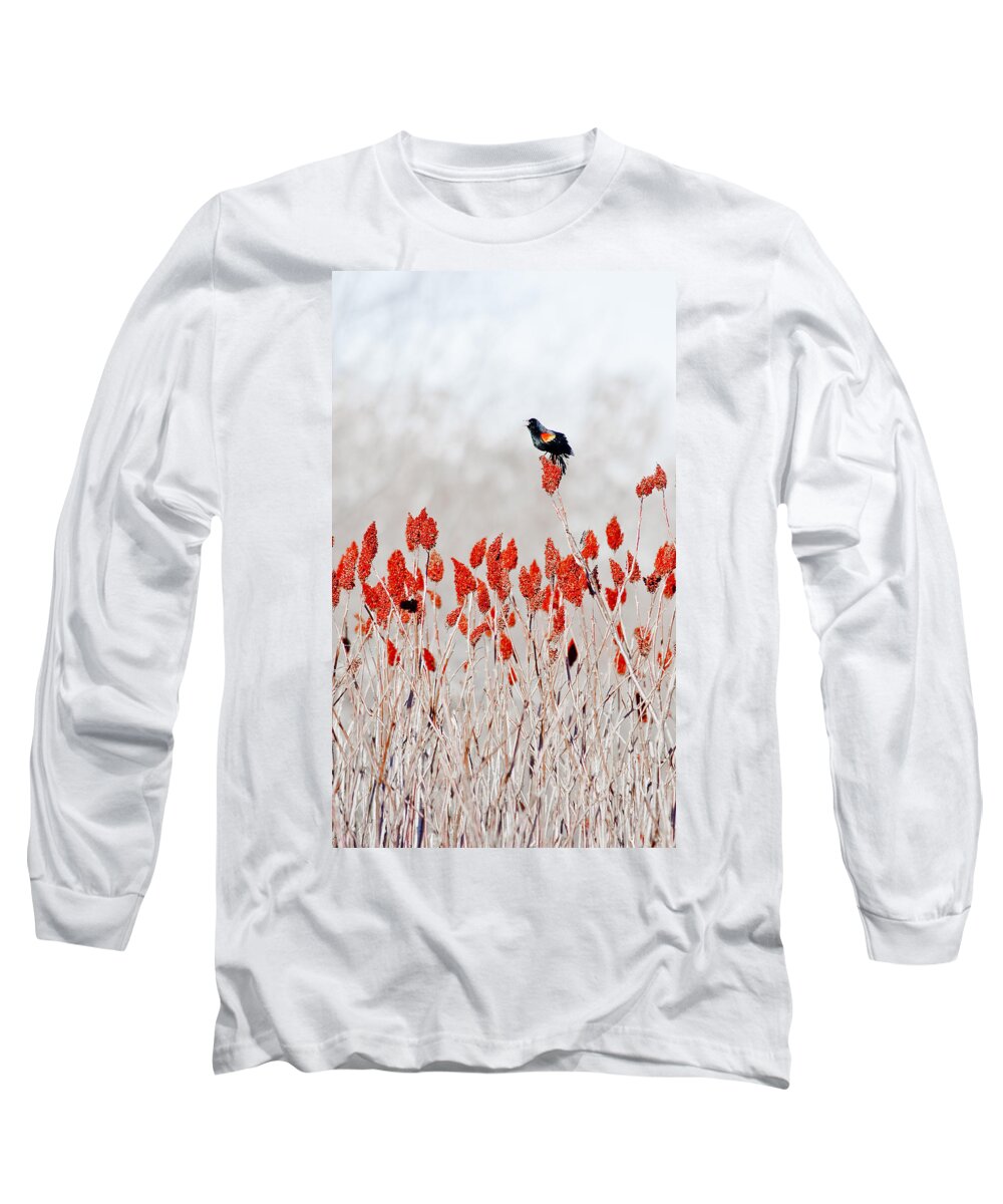 Dunns Marsh Long Sleeve T-Shirt featuring the photograph Red Winged Blackbird On Sumac by Steven Ralser