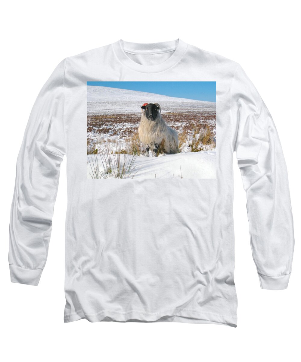 Sheep Long Sleeve T-Shirt featuring the photograph Woolly Red by Suzanne Oesterling