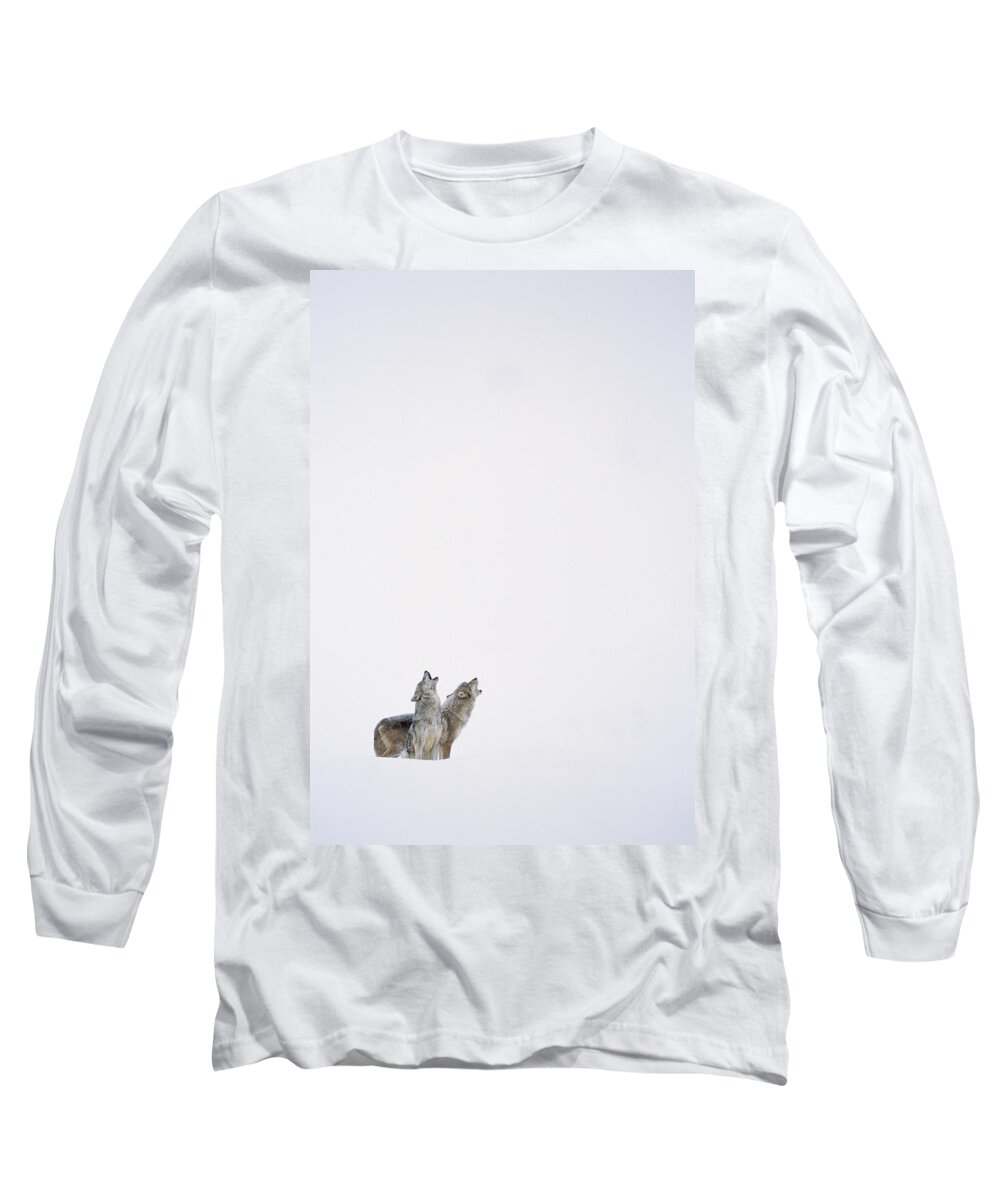 00174263 Long Sleeve T-Shirt featuring the photograph Timber Wolf Pair Howling In Snow North #1 by Tim Fitzharris