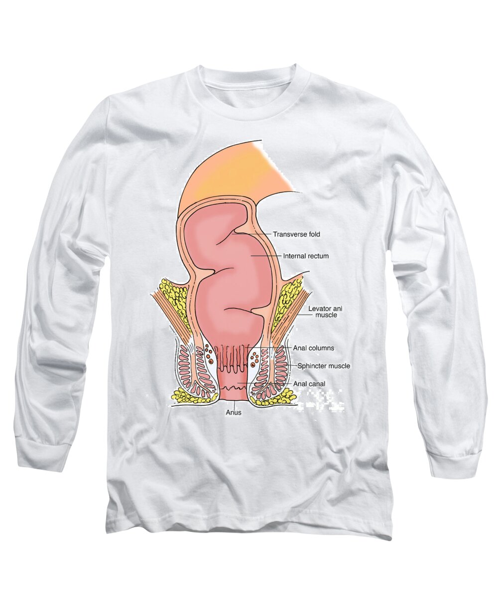 Anatomy Long Sleeve T-Shirt featuring the photograph Illustration Of Rectum #5 by Science Source