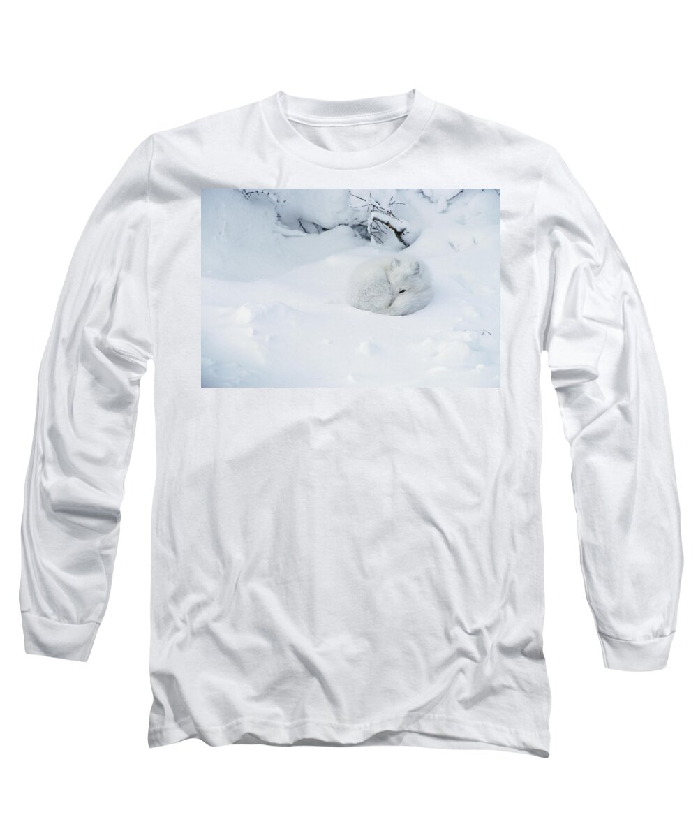 Mp Long Sleeve T-Shirt featuring the photograph Arctic Fox Alopex Lagopus Curled by Matthias Breiter