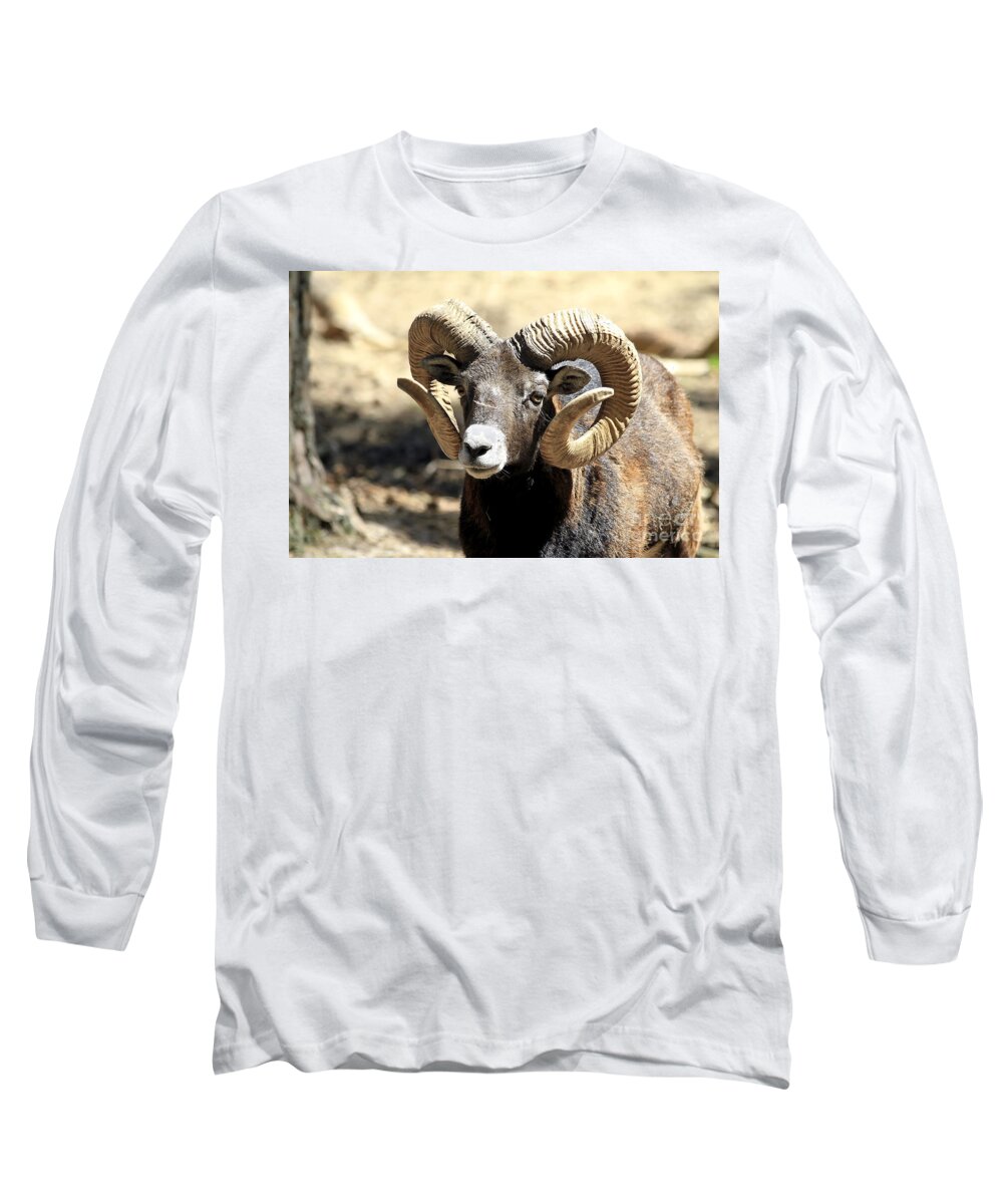 Animal Long Sleeve T-Shirt featuring the photograph European Big Horn - Mouflon Ram by Teresa Zieba