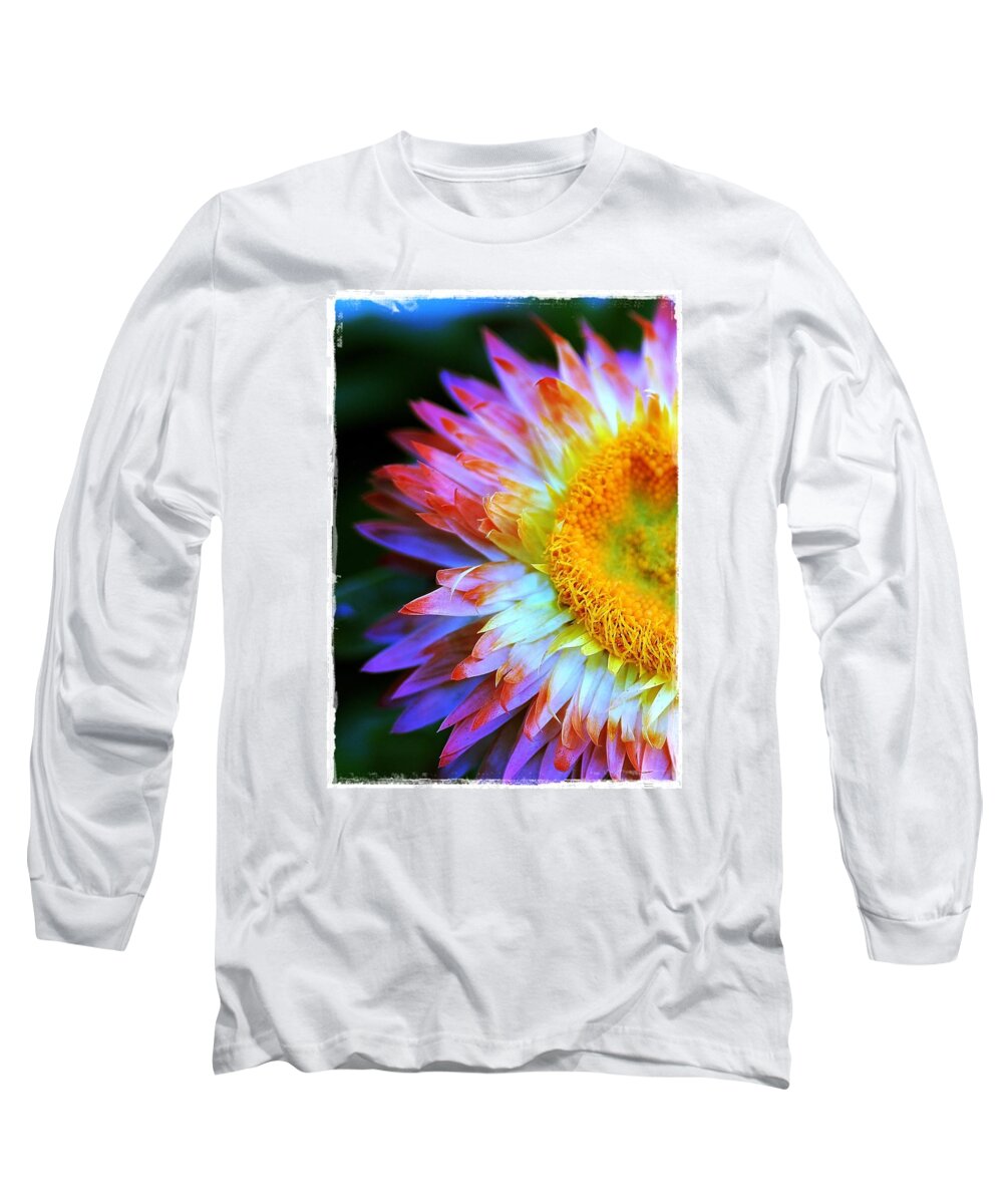 Straw Long Sleeve T-Shirt featuring the photograph Strawflower by Judi Bagwell