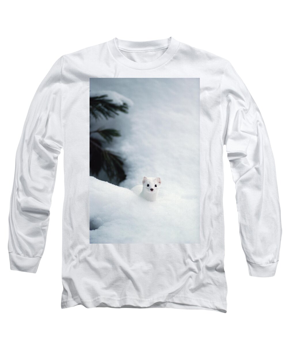 Mp Long Sleeve T-Shirt featuring the photograph Long-tailed Weasel Mustela Frenata #1 by Michael Quinton