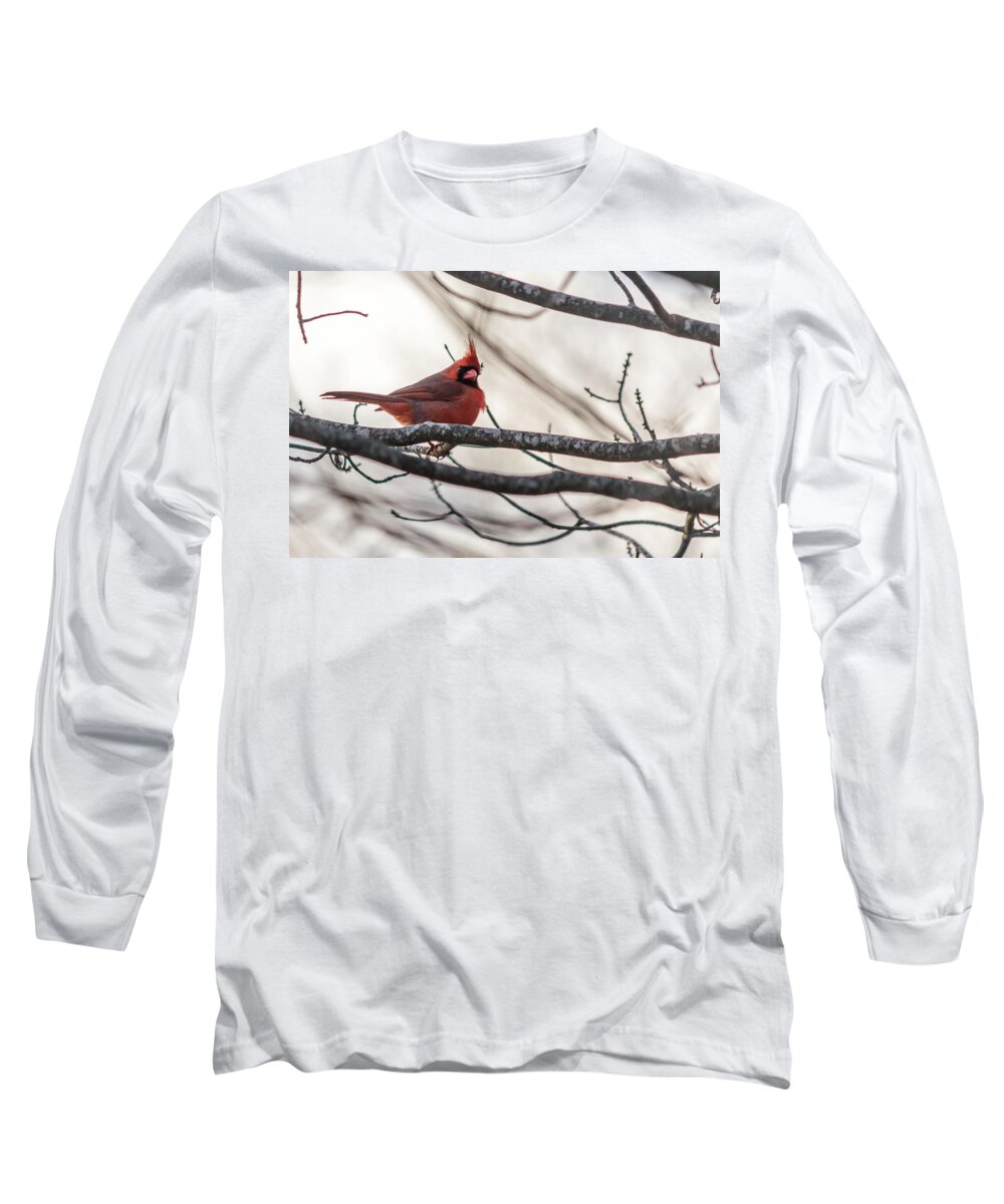 Cardinalis Long Sleeve T-Shirt featuring the photograph Northern cardinal by SAURAVphoto Online Store