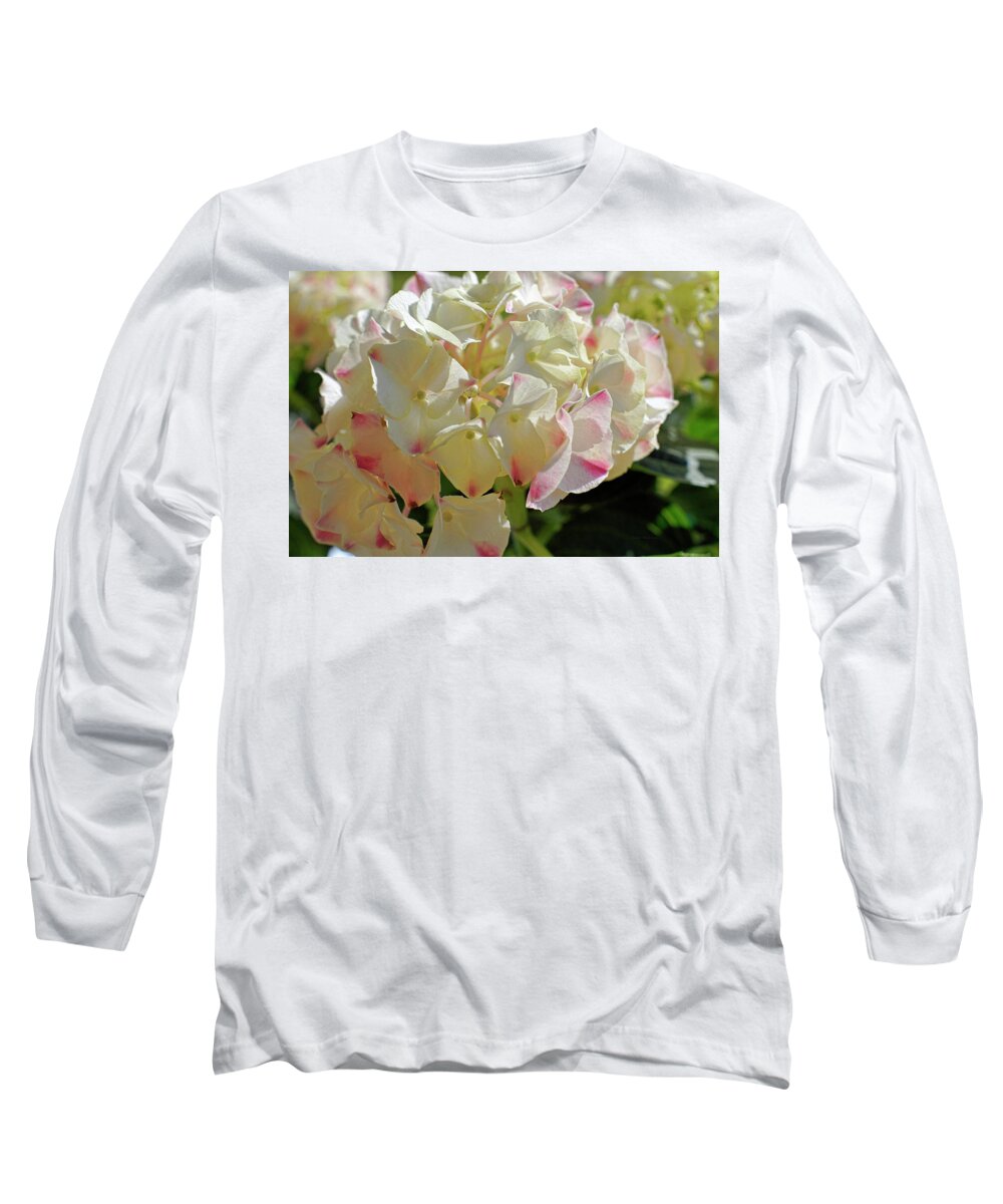 Hydrangea Long Sleeve T-Shirt featuring the photograph A Blush of Pink by Cricket Hackmann