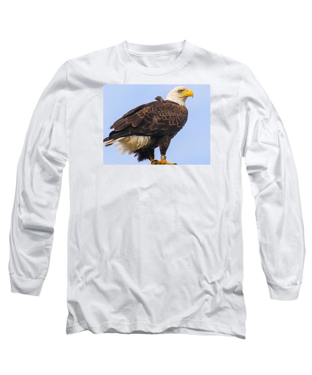 Eagle Long Sleeve T-Shirt featuring the photograph Bald Eagle by Dart Humeston