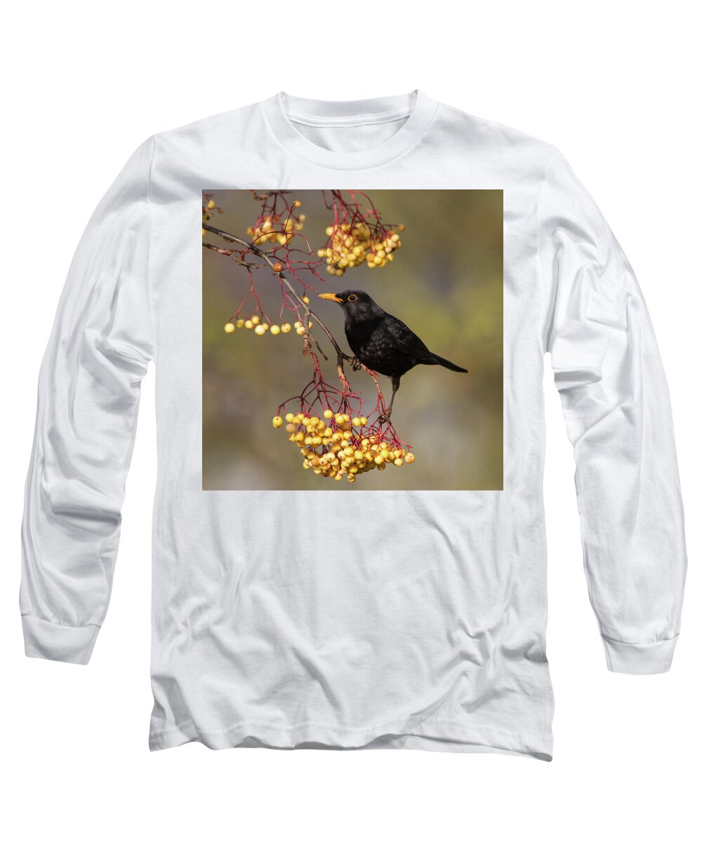 Blackbird Long Sleeve T-Shirt featuring the photograph Blackbird Yellow Berries by Pete Walkden