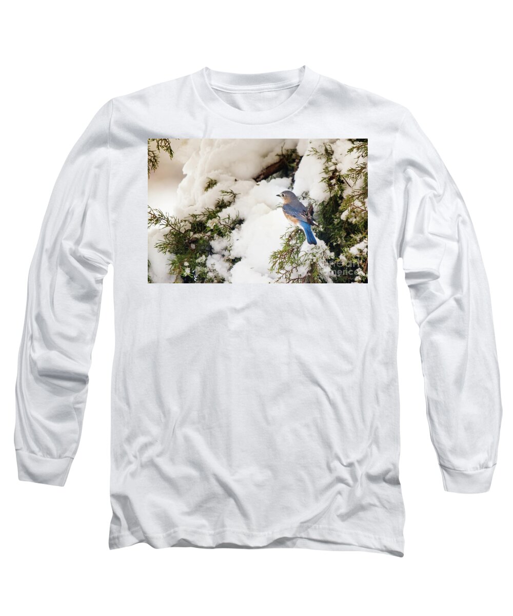 Nature Long Sleeve T-Shirt featuring the photograph Bluebird On Snow-Laden Cedar by Robert Frederick