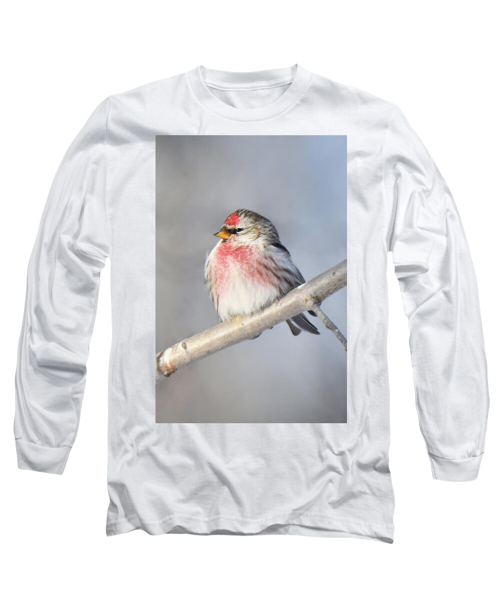 Bird Long Sleeve T-Shirt featuring the photograph Common Redpoll by Alan Lenk