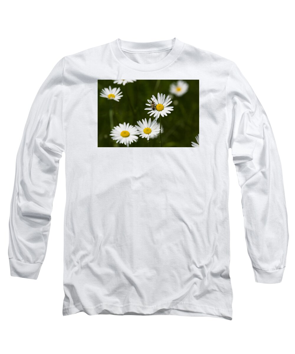  Long Sleeve T-Shirt featuring the photograph Daisy visitor by Dan Hefle