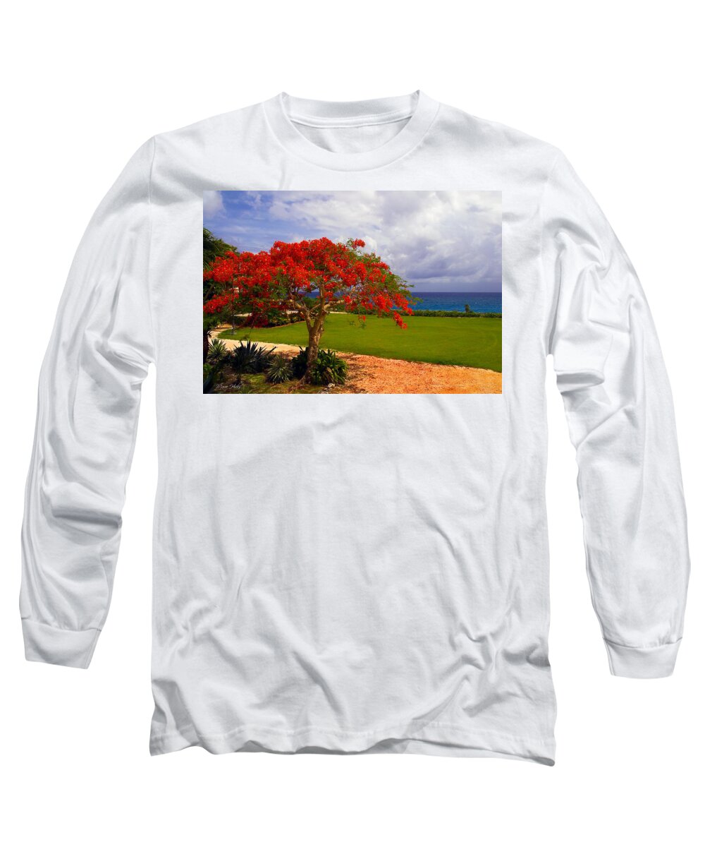 Flamboyant Tree Long Sleeve T-Shirt featuring the photograph Flamboyant Tree in Grand Cayman by Marie Hicks