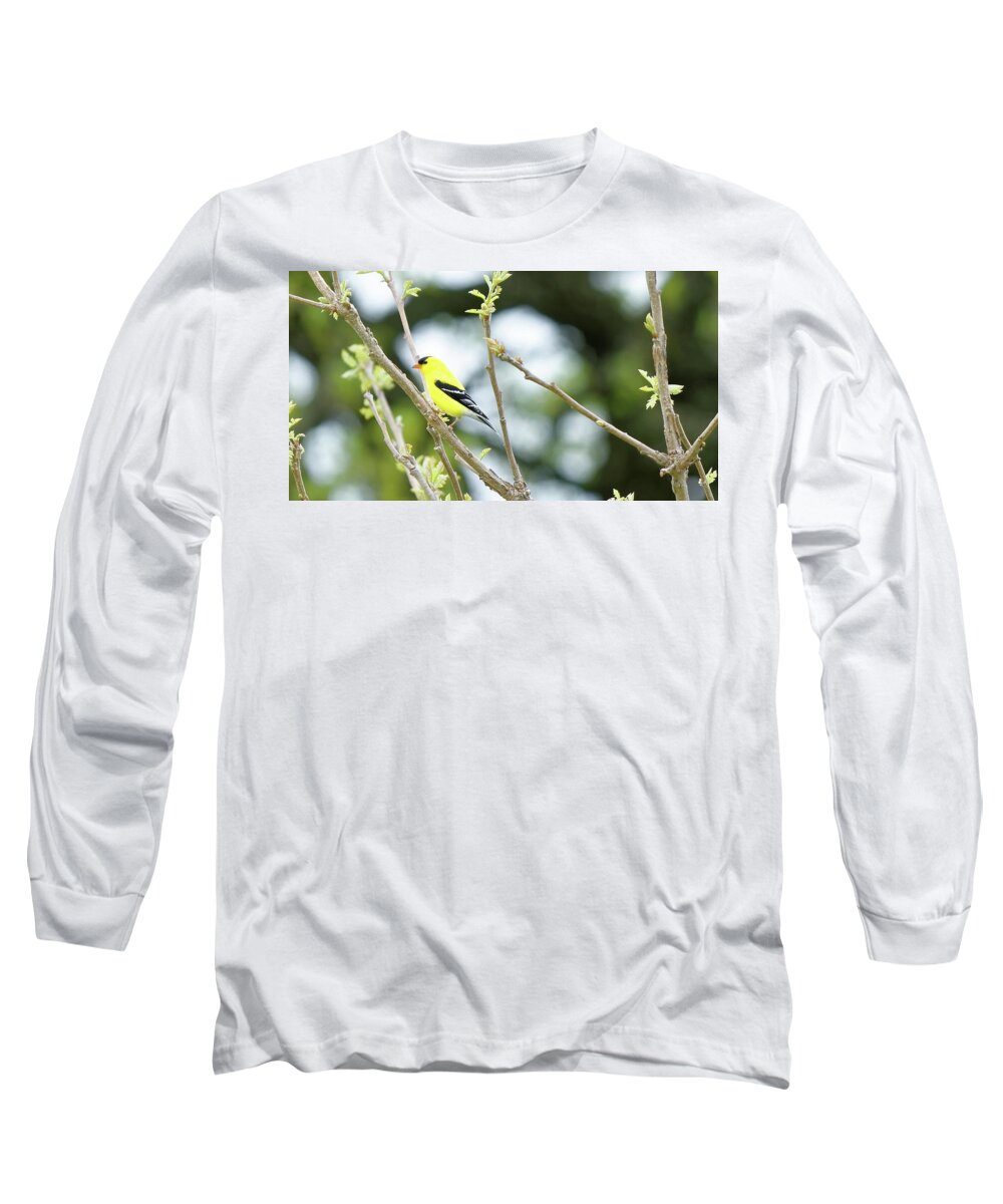 Goldfinch Long Sleeve T-Shirt featuring the photograph Goldfinch by Peter Ponzio