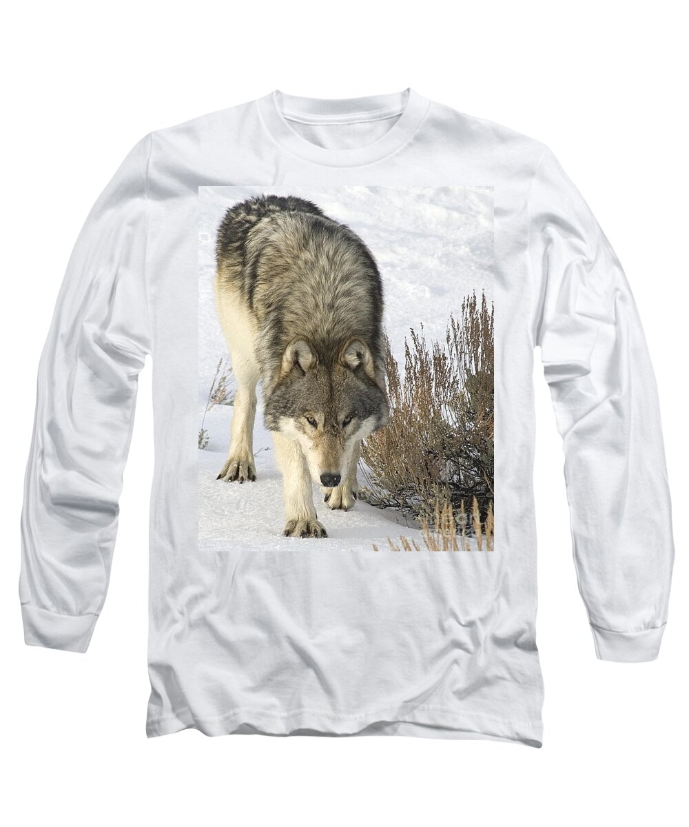 Wolf Long Sleeve T-Shirt featuring the photograph Gray Wolf by Gary Beeler