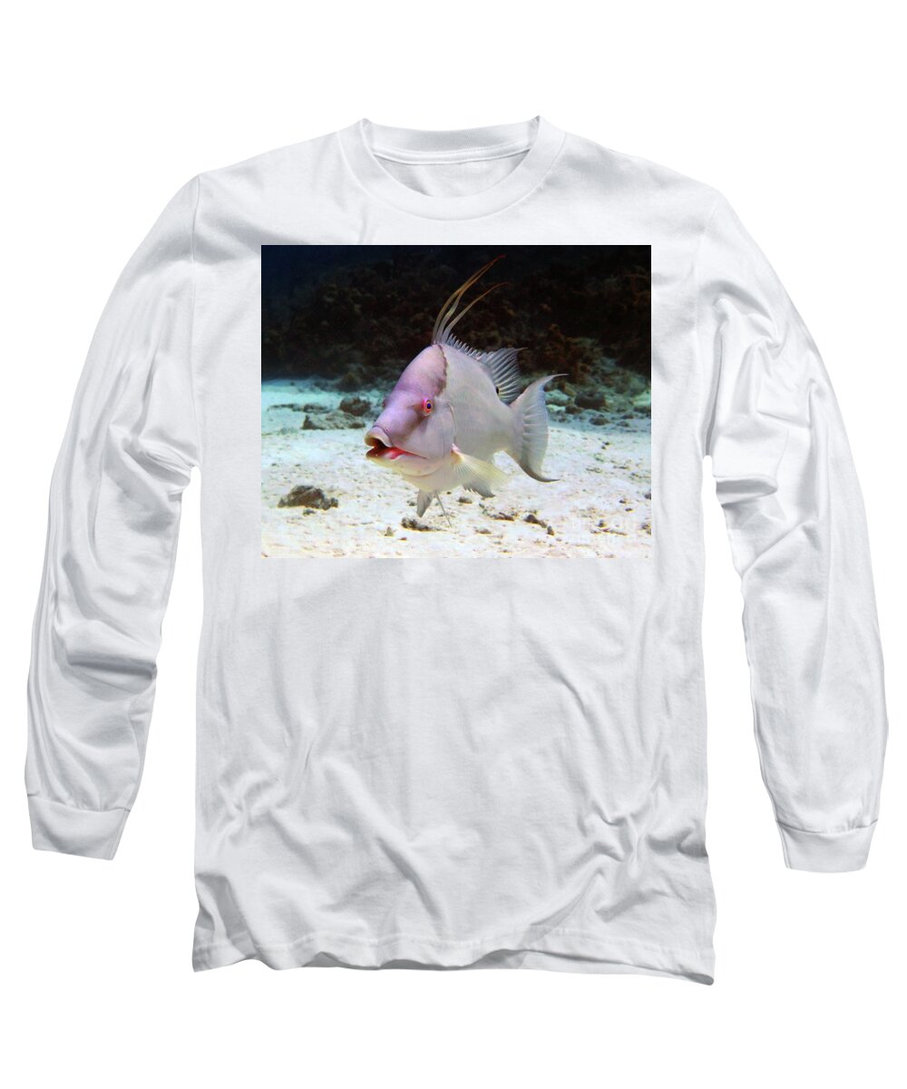 Underwater Long Sleeve T-Shirt featuring the photograph Hogfish by Daryl Duda