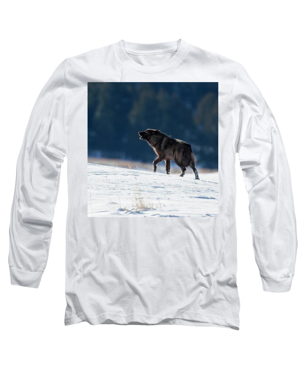 Mark Miller Photos Long Sleeve T-Shirt featuring the photograph Howling Black Yearling Wolf by Mark Miller