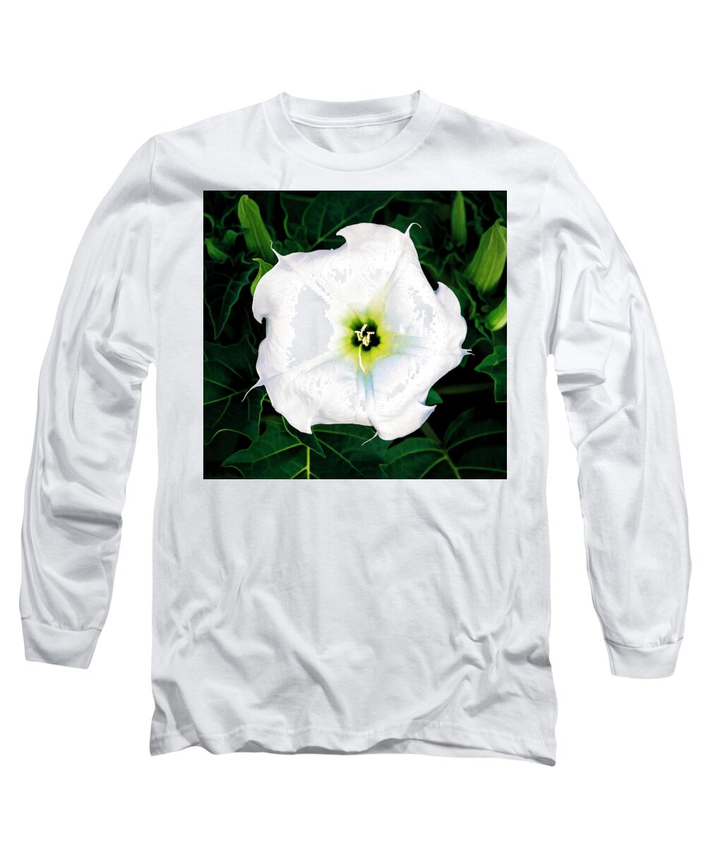 © 2017 Lou Novick All Rights Reserved Long Sleeve T-Shirt featuring the photograph Jimson Weed #1 by Lou Novick