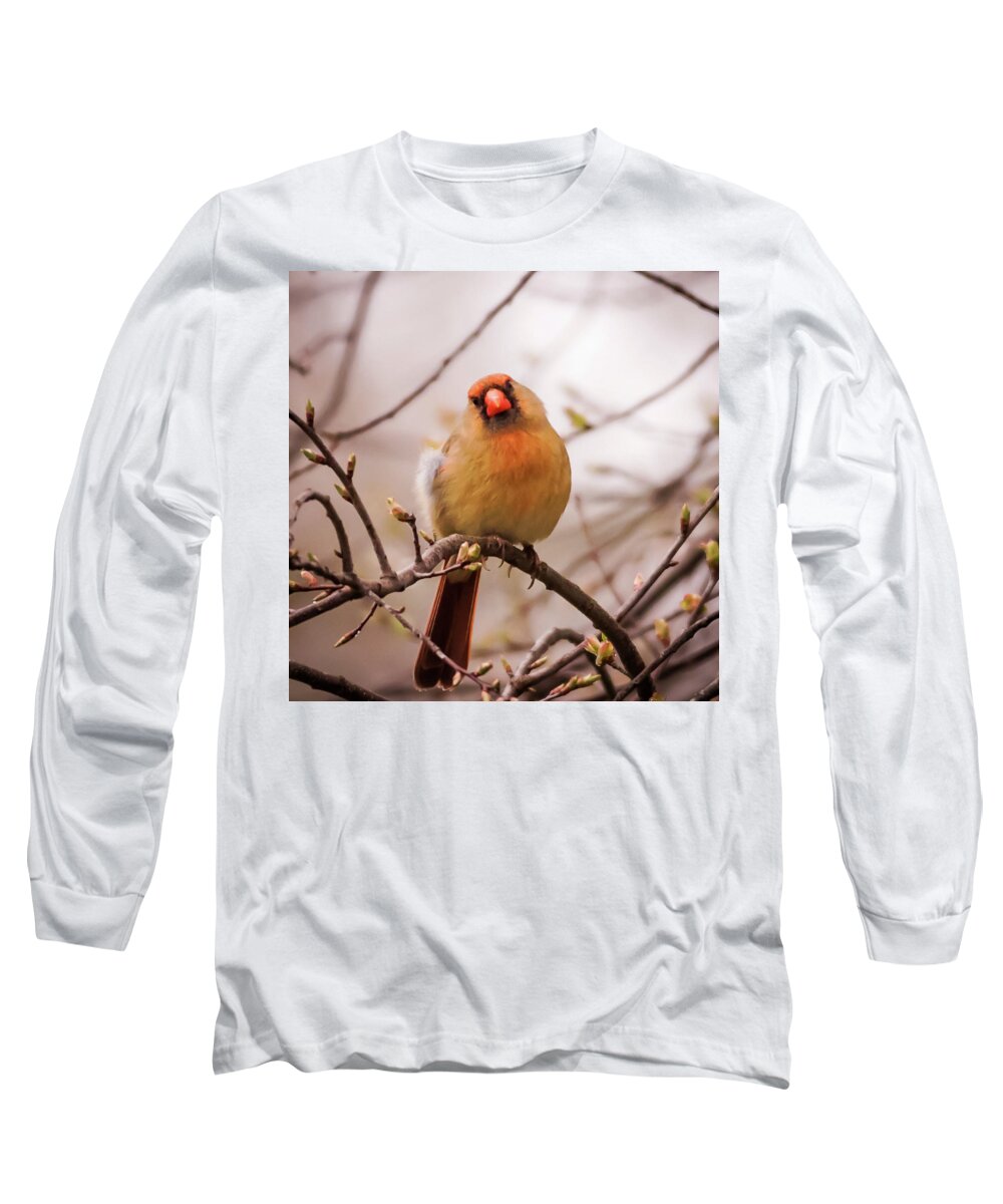 Terry D Photography Long Sleeve T-Shirt featuring the photograph Northern Female Cardinal Pose by Terry DeLuco