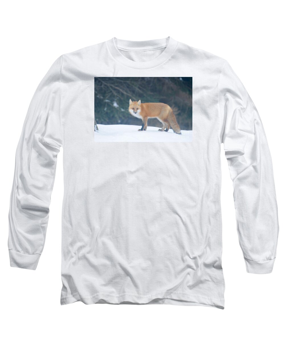 Red Fox Long Sleeve T-Shirt featuring the photograph Posing by Sandra Updyke