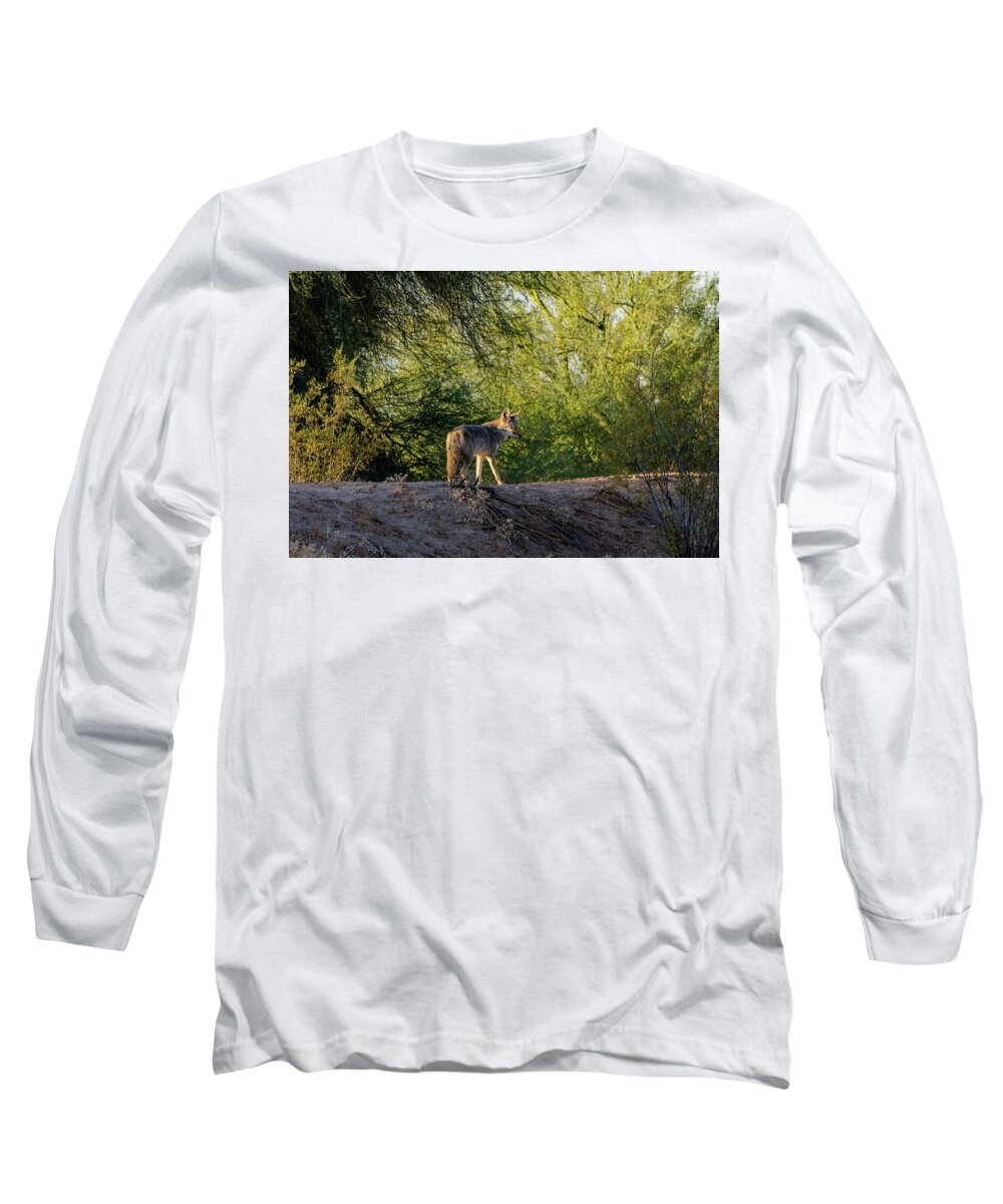 Sleepy Long Sleeve T-Shirt featuring the photograph Sleepy Coyote by Douglas Killourie