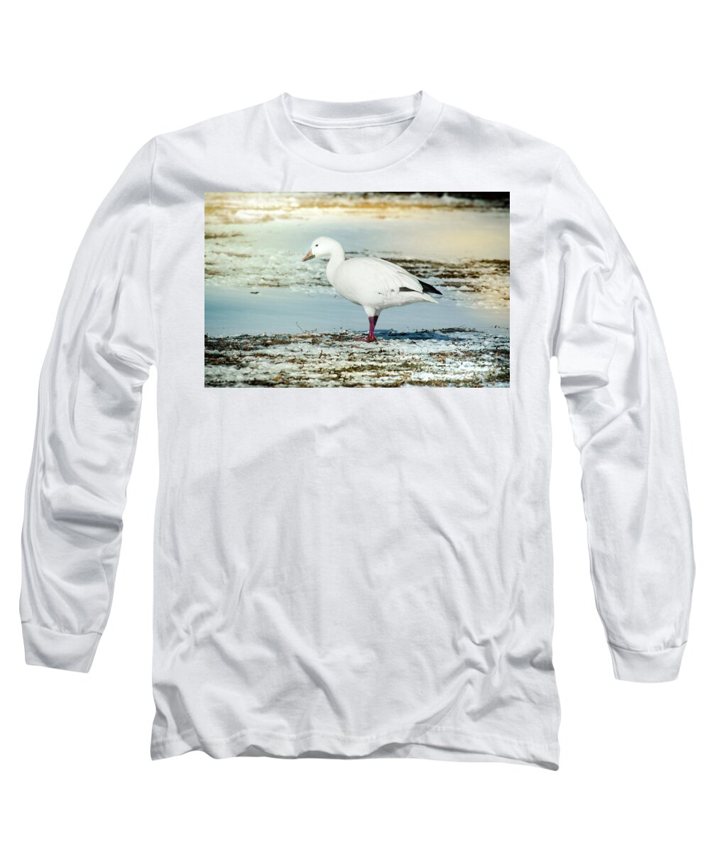 Animal Long Sleeve T-Shirt featuring the photograph Snow Goose - Frozen Field by Robert Frederick