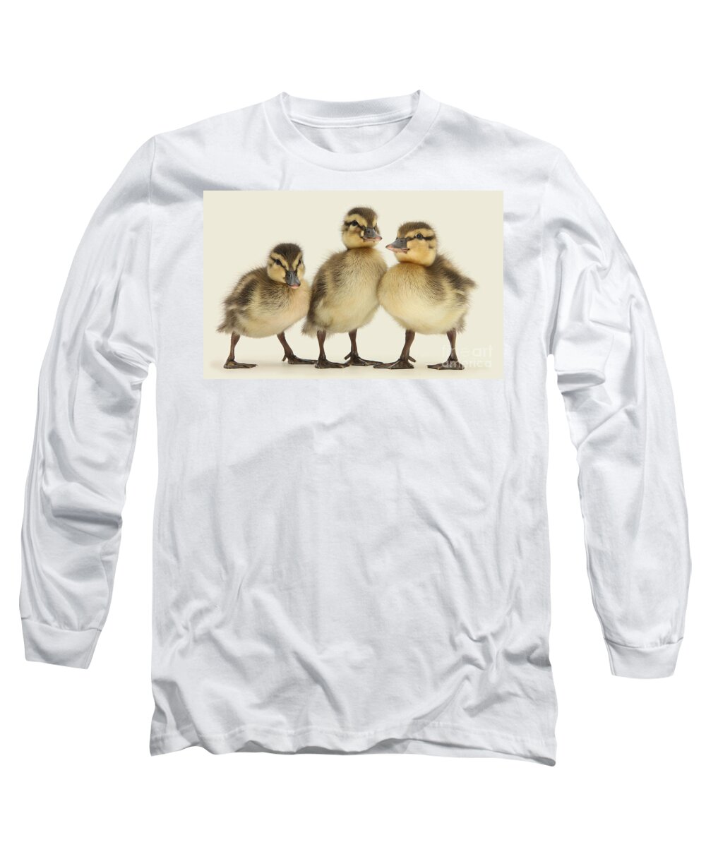 Three Mallard Long Sleeve T-Shirt featuring the photograph Triple Ducklings by Warren Photographic