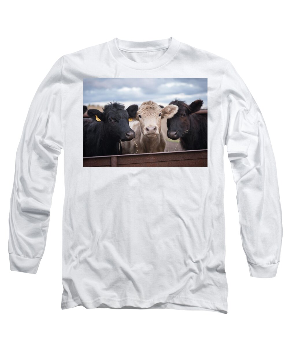 Cows Long Sleeve T-Shirt featuring the photograph We Three Cows by Holden The Moment