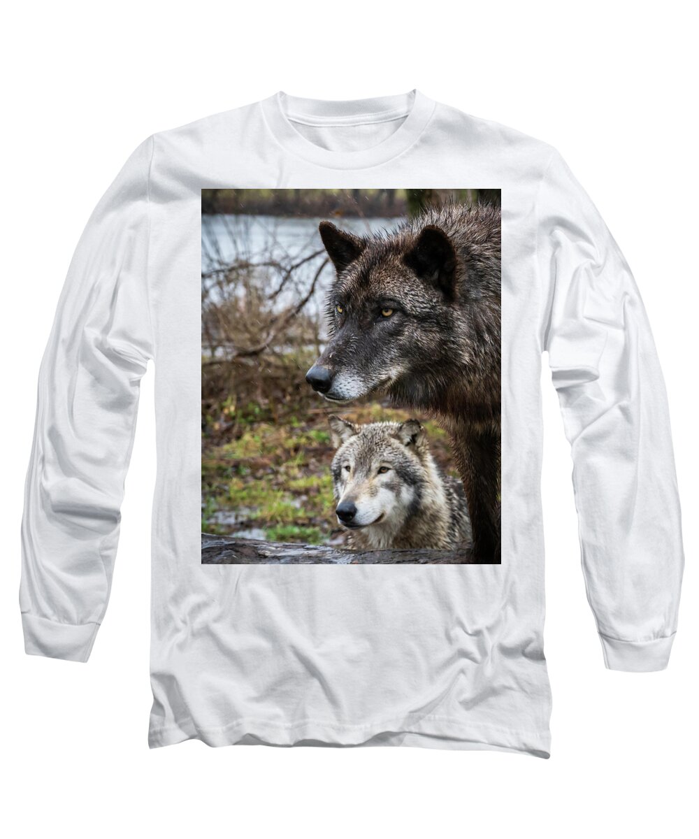 Wolf Wolves Black Long Sleeve T-Shirt featuring the photograph Dual Wolves by Laura Hedien