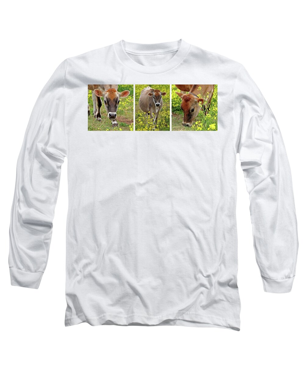 Jersey Cow Long Sleeve T-Shirt featuring the photograph Jersey Fields of Gold by Gill Billington