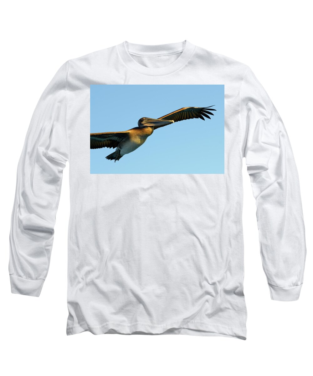 Republic Of Ecuador Long Sleeve T-Shirt featuring the photograph Brown Pelican, Pelecanus occidentalis, Elizabeth Bay, Isabela Island, Galapagos Islands, Ecuador #1 by Kevin Oke