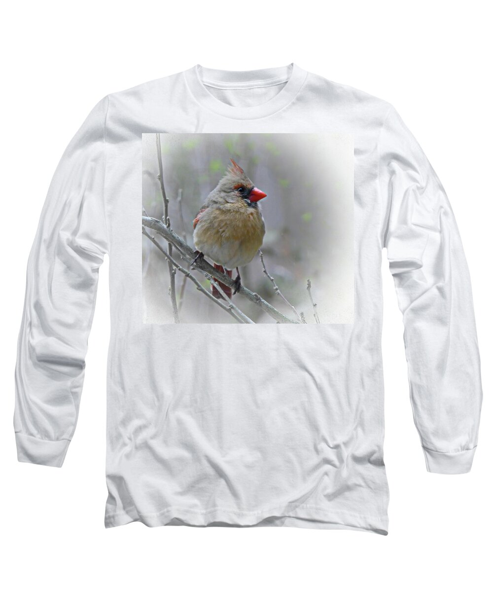 Cardinal Long Sleeve T-Shirt featuring the photograph Charming Cardinal Female by Lyuba Filatova